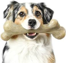 A Dog Chewing a Bone